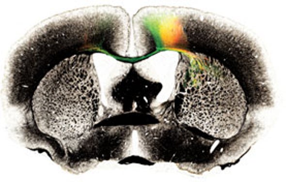 Mapping the Mouse Brain