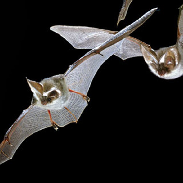 Common characteristics of bats