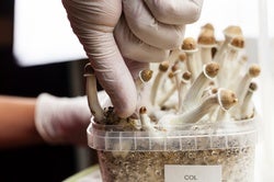 Johns Hopkins Scientists Give Psychedelics the Serious Treatment