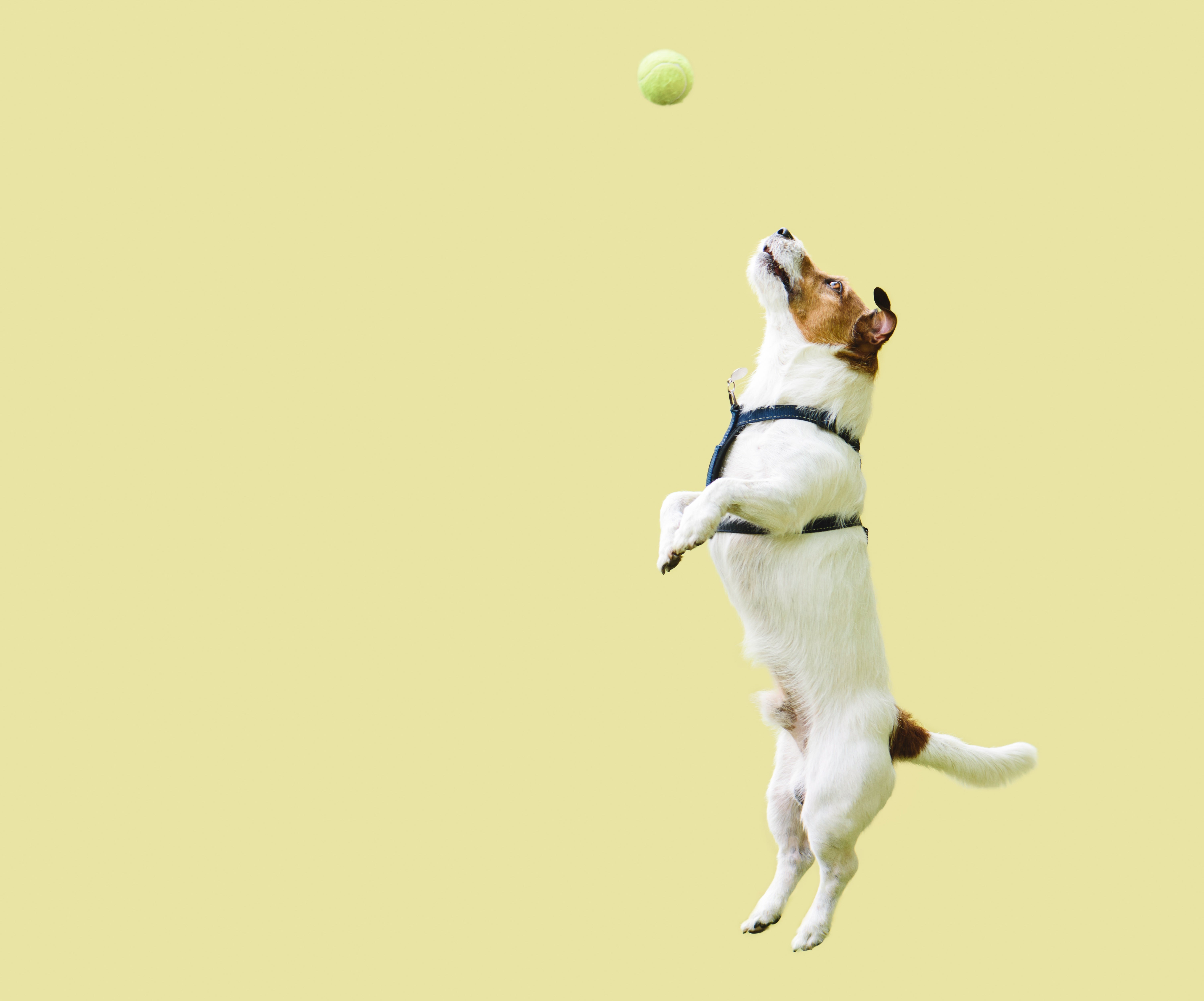 motion ball dog