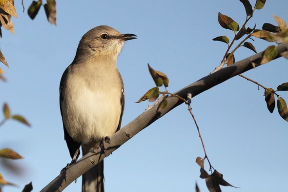 Mockingbirds Are Better Musicians Than We Thought