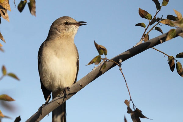 A mockingbird perches on a tree branch.