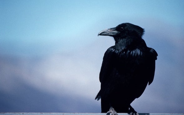 Ravens Crow with Individual Flair