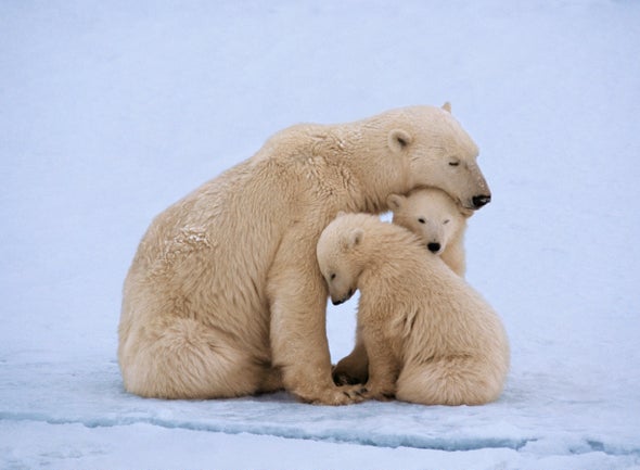 Polar Bears That Persist
