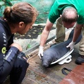 A veterinarian and a keeper weigh the newborn manatee with a special scale. Two-day-old old Kali'na weighed around 33 pounds. She now weighs over 50.
