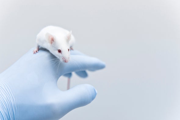 Tiny Human Brain Organoids Implanted in Rodents