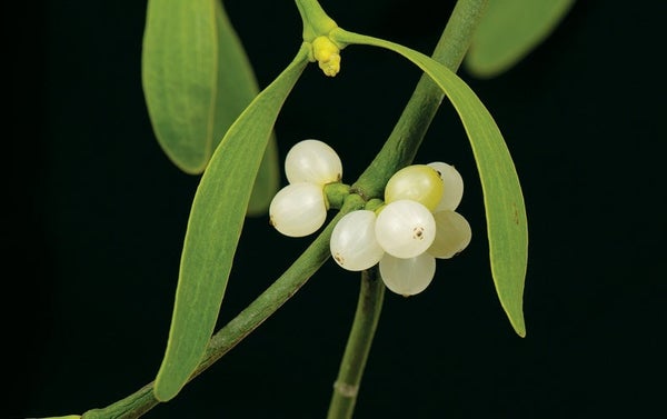 Green plant with white berries.