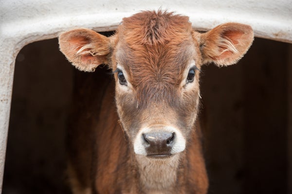 Calf looking out of pen