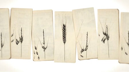 Illustrations of grass sees with some kernels falling from some ears