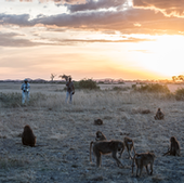 Out in the field: Mututua and Siodi observe Acacia's group of yellow baboons at dusk in early November.