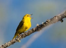 Red-Winged Blackbirds Understand Yellow Warbler Alarms