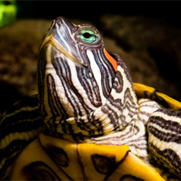 Are the World's Reptile Species in Trouble? - Scientific American