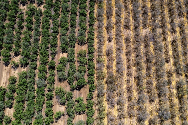 Almond Trees During A Drought