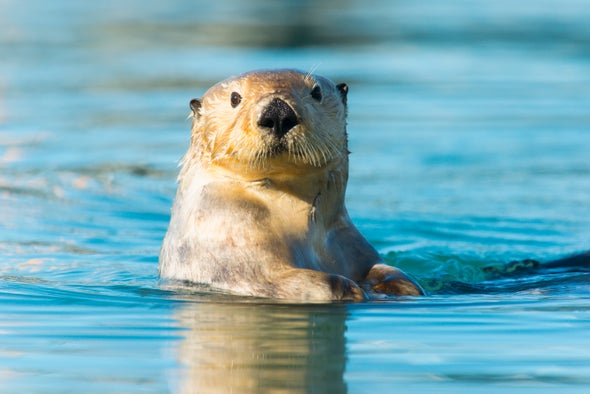 Sea Otters' Powerful Paw Prey Perception