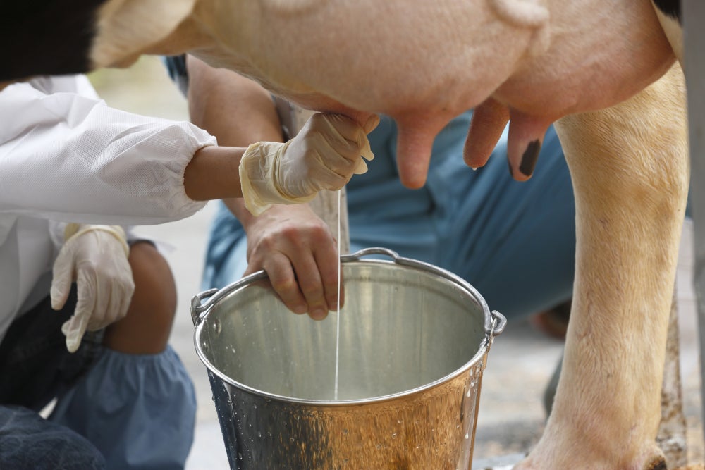 Unlocking the Power of Breast Milk--with Help from Cows | Scientific ...