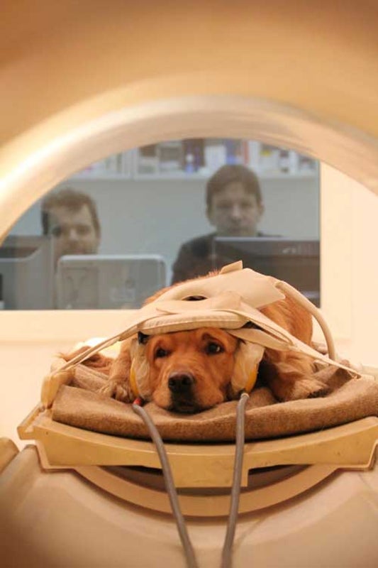 Feeling Simpatico with Your Dog? It May Be Based on Similar Human–Canine Brain Structures