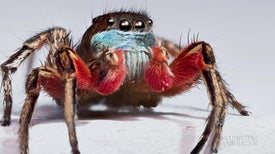 Jumping Spiders See with Rose-Colored Glasses