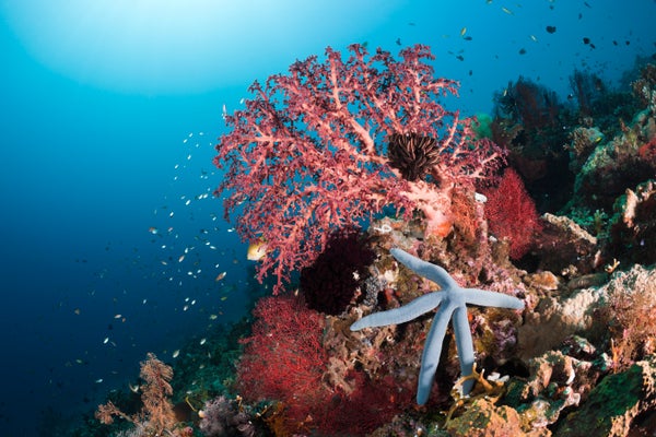 Beautiful coral reef.