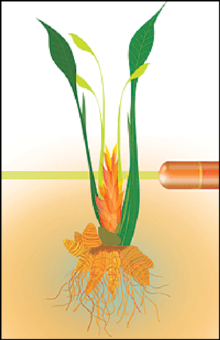 TURMERIC