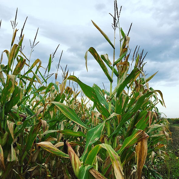 Whatever Happened to Advanced Biofuels?