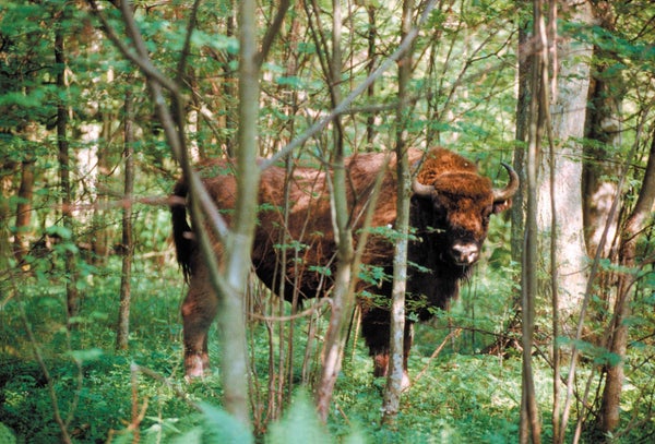 Bison bull seen in a wooded area.
