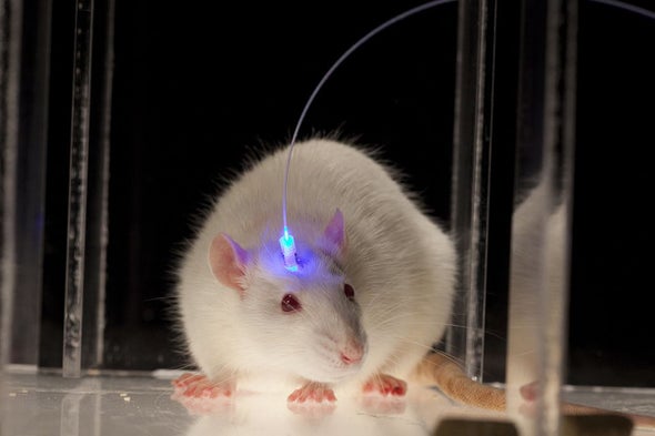 Scientists Use Light to Turn Off Autism Symptoms in Mice