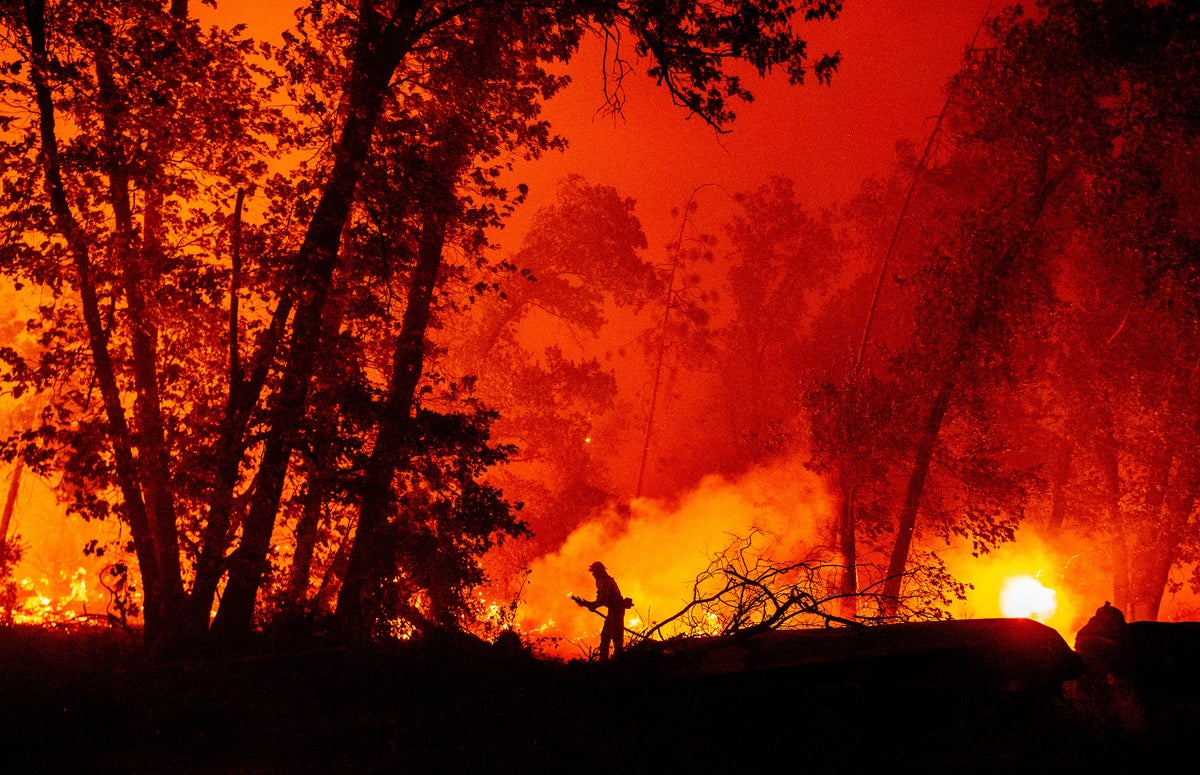 Rings of fire: centuries of tree growth show wildfires increasing