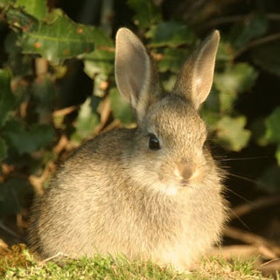 The Current State Of Scientific >> Slide Show: Rabbits at Risk - Scientific American The Current State Of Scientific >> Slide Show: Rabbits at Risk - Scientific American