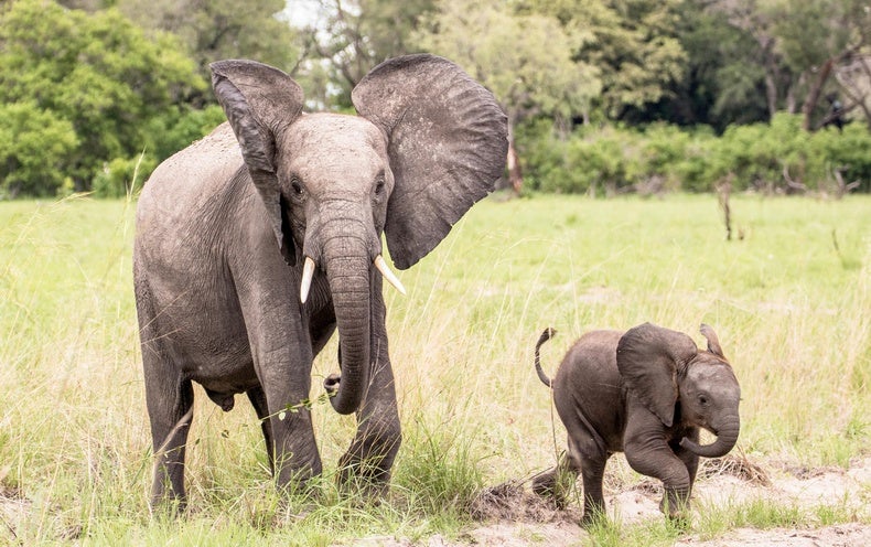 The First 'Google Translate' for Elephants Debuts - Scientific American