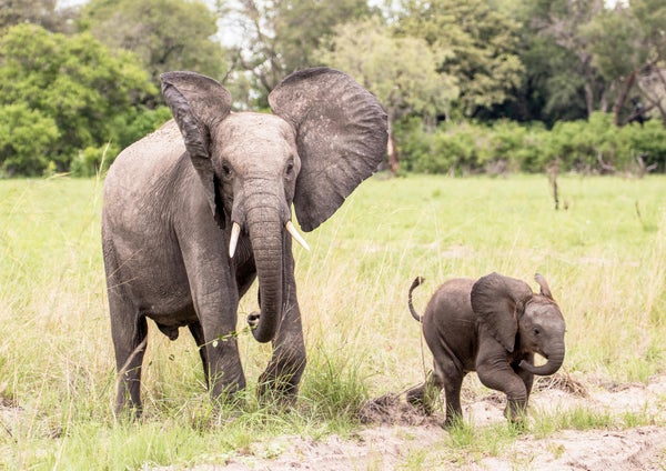 Big elephant and little elephant in a grassy field.