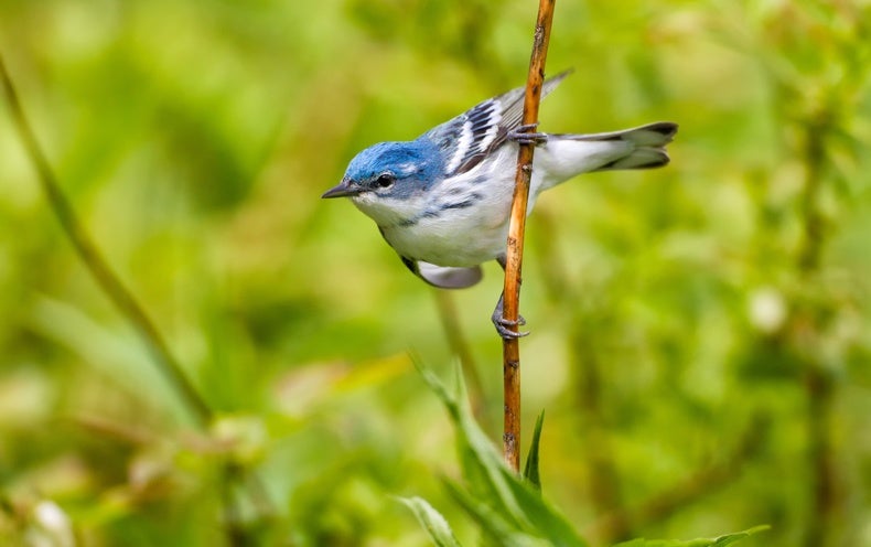 how-do-birds-know-when-to-migrate-scientific-american