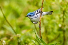 How Do Birds Know When to Migrate?