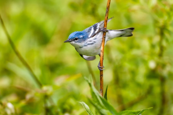 Small bird with white body, blue head and black striped wings perched on a twig.