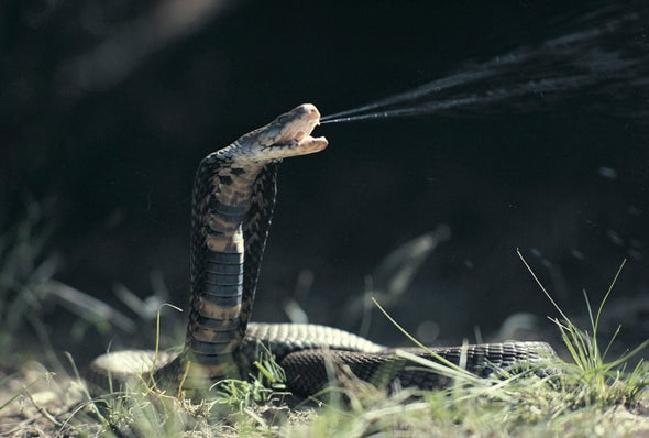 Harder-Working Snakes Pack Stronger Venom