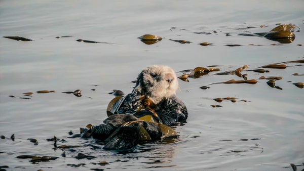 A furry sea otter floats on the surface of the water wrapped in kelp