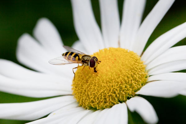 A small yellow and black insect sits on a white and yellow flower