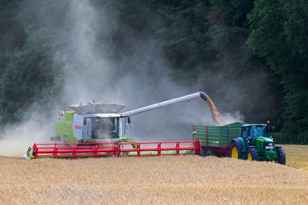 Machine harvesting corn