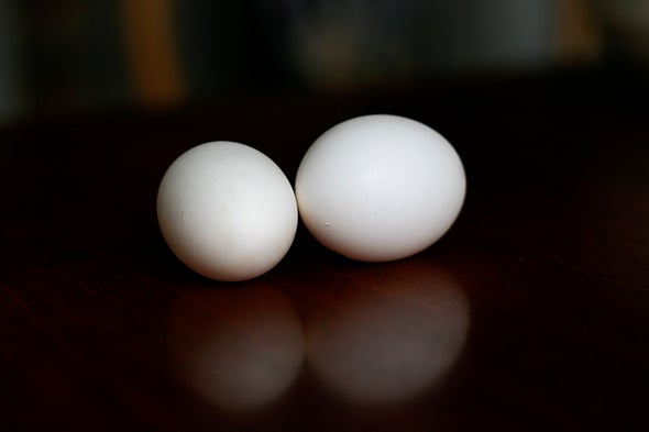 Unboiled Egg Untangles a Knotty Protein Problem