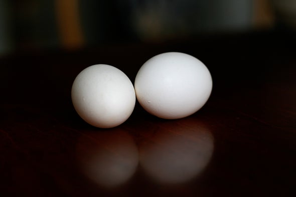 Unboiled Egg Untangles a Knotty Protein Problem
