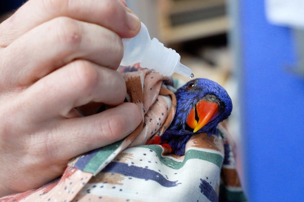 Blue parrot is administered medicine via eyedropper