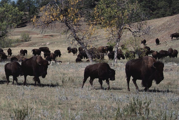 Bison Comeback Story Has a Bronx Accent