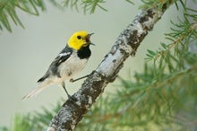 Warbler Species Fires Up Song Diversity