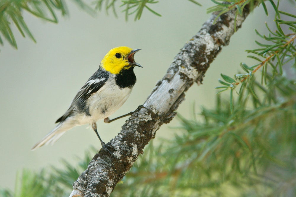 Warbler Species Fires Up Song Diversity | Scientific American