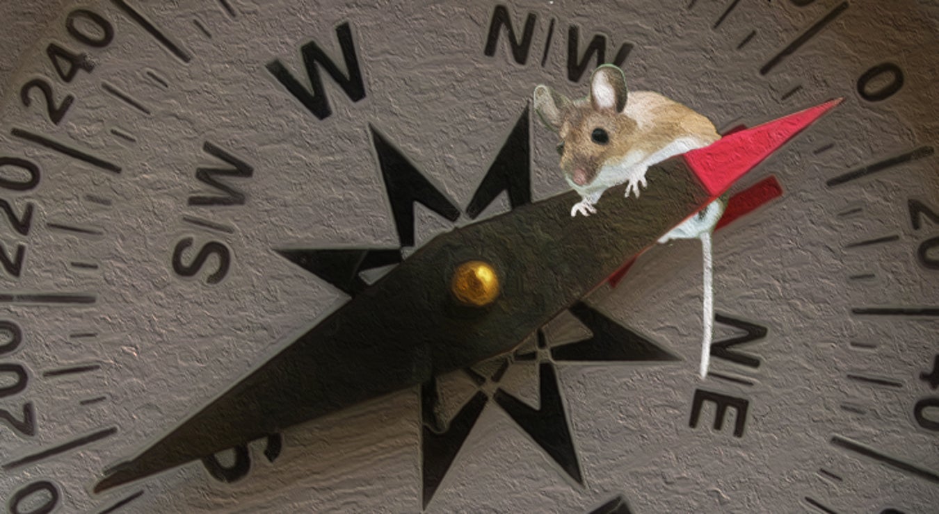 Mouse Senses Fields Possibly via Quantum Processes