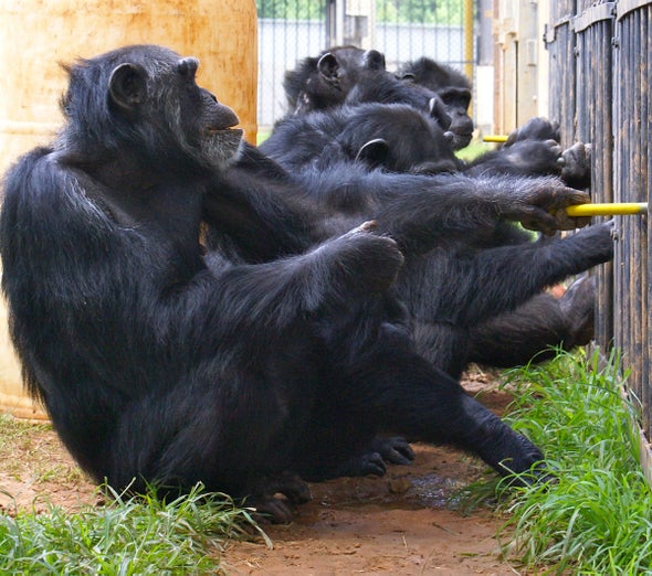 Like Humans, Chimps Reward Cooperation and Punish Freeloaders