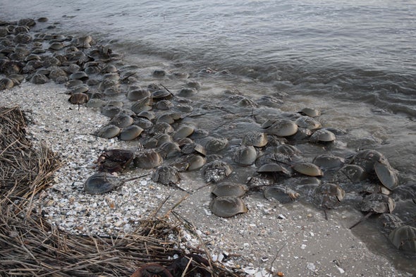 Medical Labs May Be Killing Horseshoe Crabs