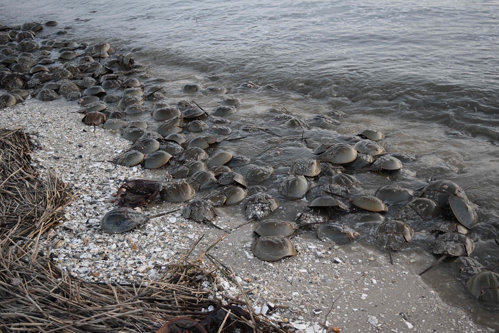 Medical Labs May Be Killing Horseshoe Crabs 