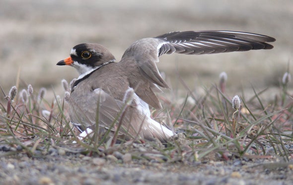 Climate Change May Curtail Shorebirds' Need to Fly North