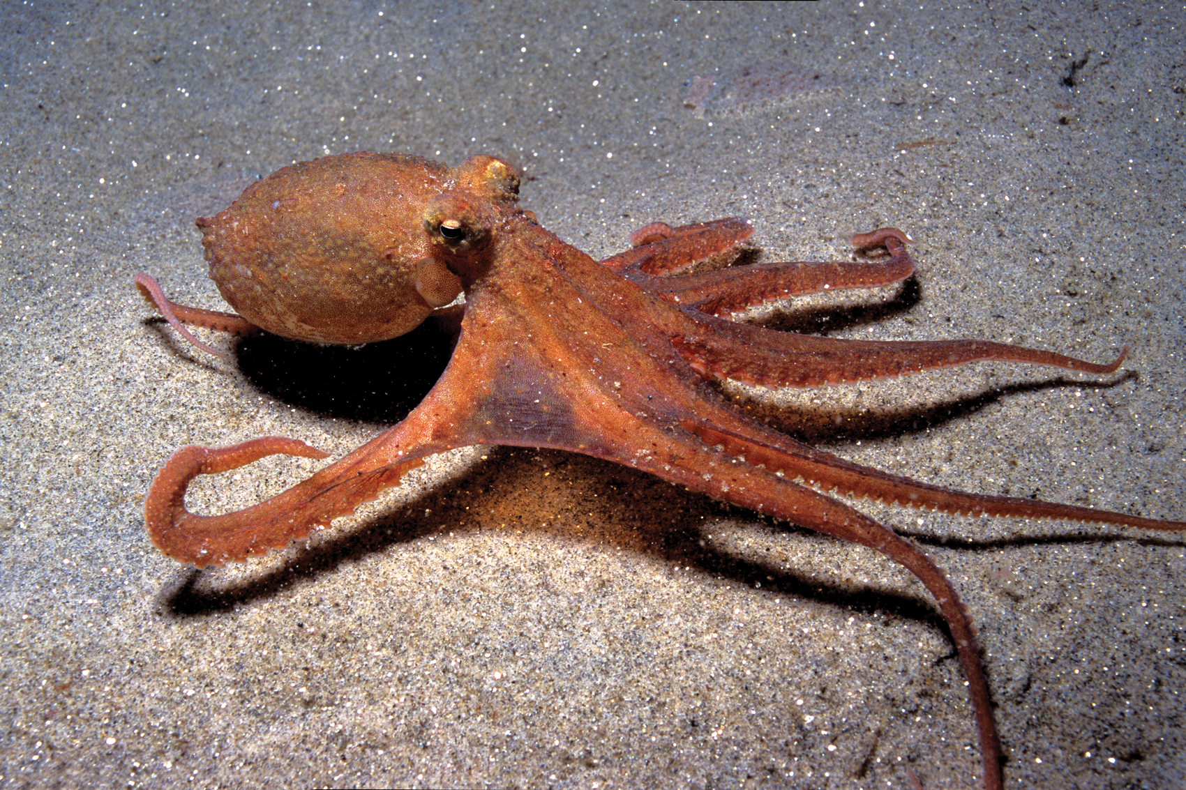 Rolling under the Sea: Scientists Gave Octopuses Ecstasy to Study ...