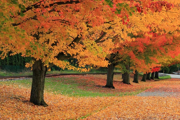 Climate change may make autumn leaves fall early and store less